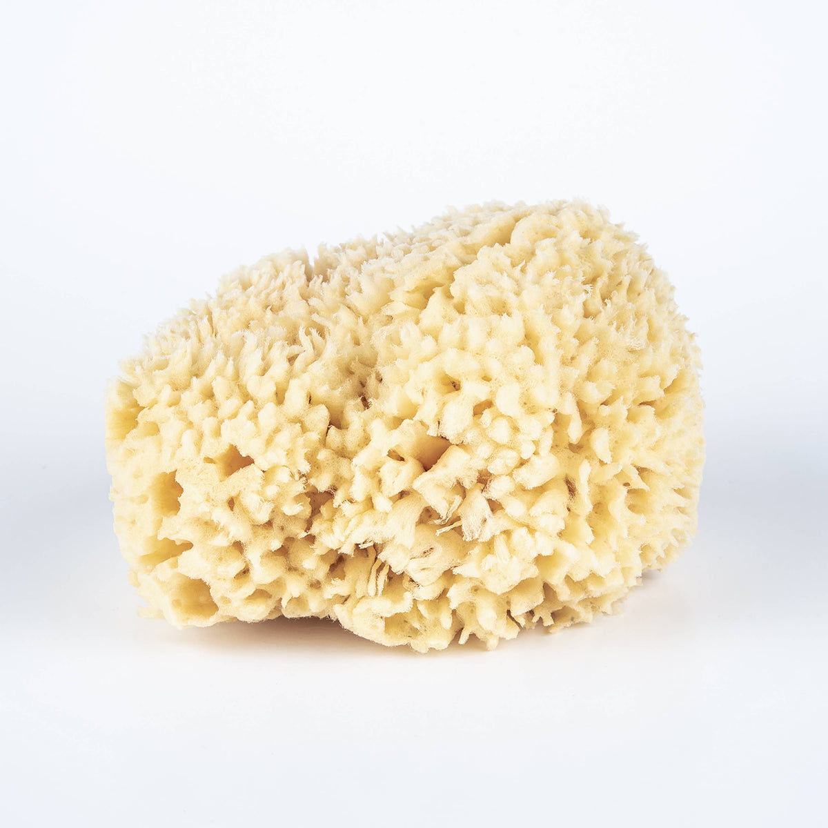 Bath Sea Sponge - Large 5.5&quot;